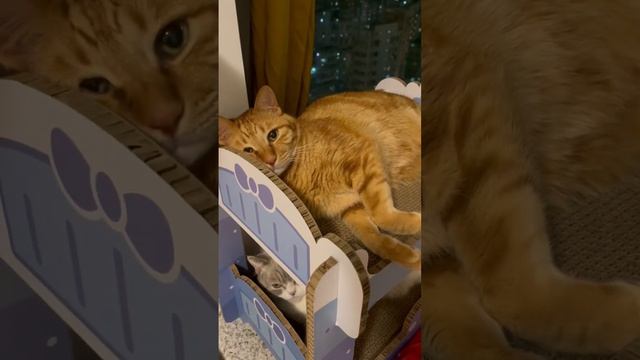 The Cat Couple смотреть онлайн