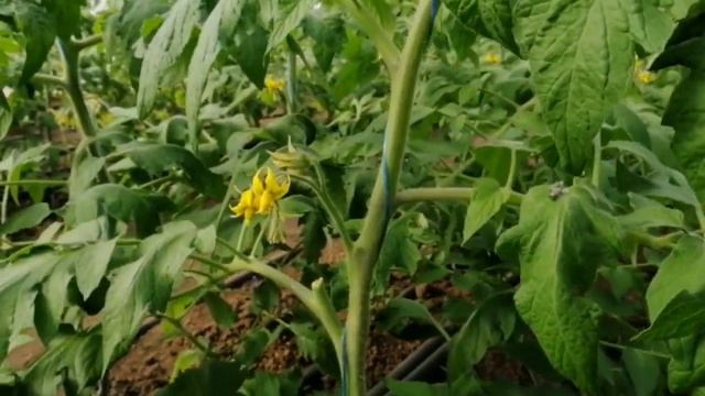 Уход за томатом после высадки в теплицу! смотреть онлайн