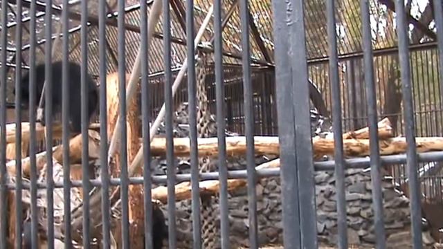 В Новосибирском зоопарке. смотреть онлайн