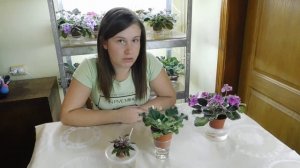 Губительные ошибки фитильного полива для фиалок!