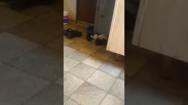 Валик дурачиться смотреть онлайн