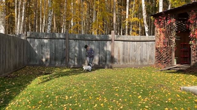 Танцы с собаками Dog dance Тимошина Светлана & Гувер Танец "Потанцуем Джек". Тренировка 30.09.2020 смотреть онлайн