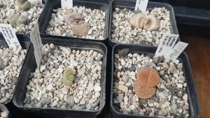 Субстрат для литопсов.Как правильно поливать литопсы?Lithops.
