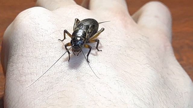 Моя кормовая культура! Кормовые насекомые. Сверчки. Тараканы! смотреть онлайн