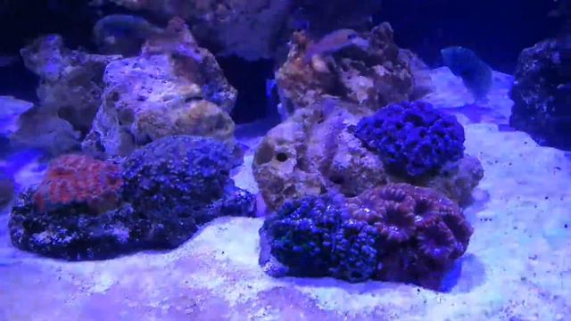 New Midas Blenny poking his head out of mushroom coral смотреть онлайн