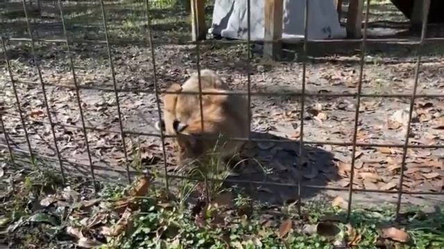 Caturday Walkabout with senior keepers Amanda and Kristen at Big Cat Rescue 01 07 2023 смотреть онлайн