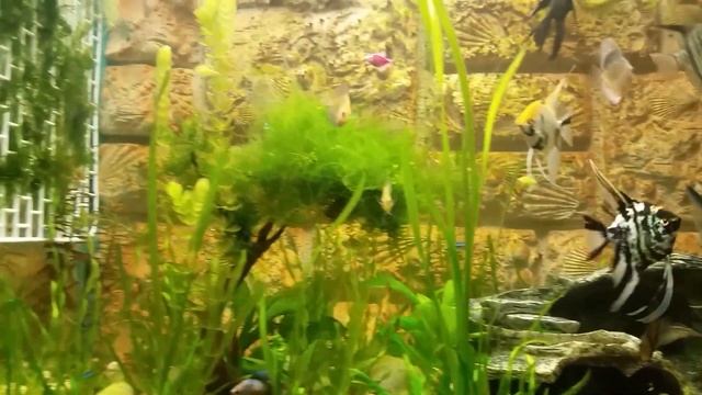 Аквариум 250 л . с 3D фоном своими руками. смотреть онлайн
