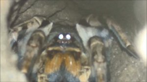 Паук тарантул у нас во дворе. Жуткое зрелище. #паук #тарантул