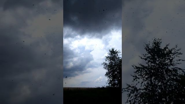 Орловская область гречиха. смотреть онлайн