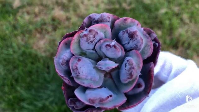 Echeveria Hearts Delight смотреть онлайн