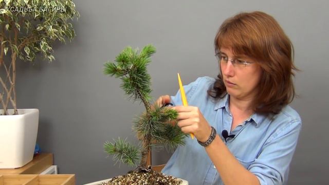05.Бонсай из сосны (ч.5).