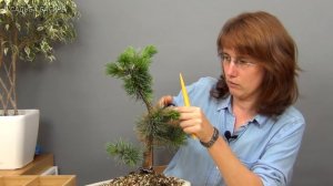 05.Бонсай из сосны (ч.5).