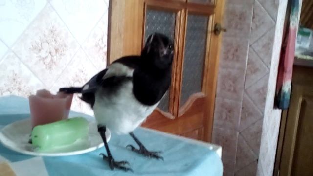 Сорока! Как такое может быть! смотреть онлайн