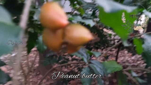 6 മാസം കൊണ്ട് ഉണ്ടായ എന്റെ peanut butter plant/Peanut Butter смотреть онлайн
