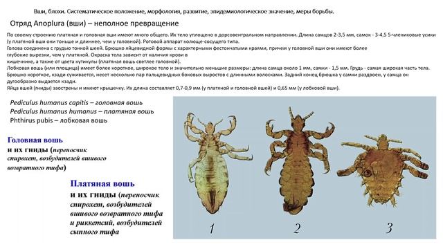 Экзамен по биологии | ВШИ. КОМАРЫ. МУХИ. БЛОХИ. смотреть онлайн