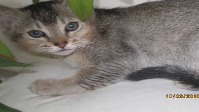 f4 chausie kittens for sale смотреть онлайн