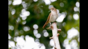 Ой, бежит ручьем вода