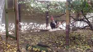 Петух породы юрловская голосистая