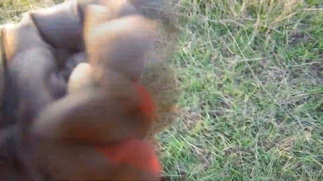 DD-катушка бабочка на Кардинал профи. DD Coil butterfly Cardinal pro смотреть онлайн