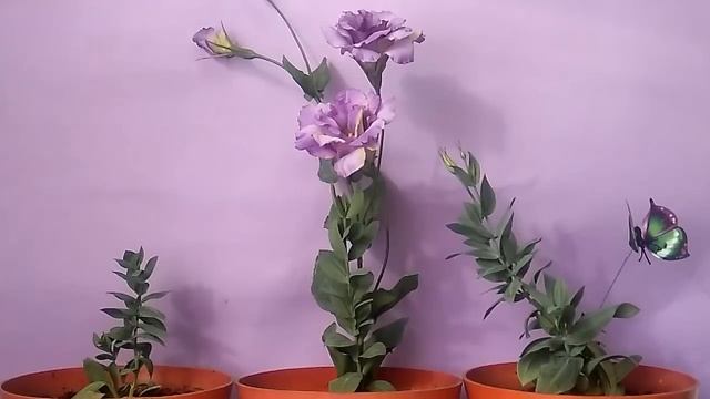 Эустома ШОКИРОВАЛА! Эксперимент удался! смотреть онлайн