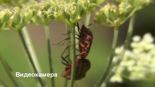 Чем видеокамера отличается от фотоаппарата смотреть онлайн