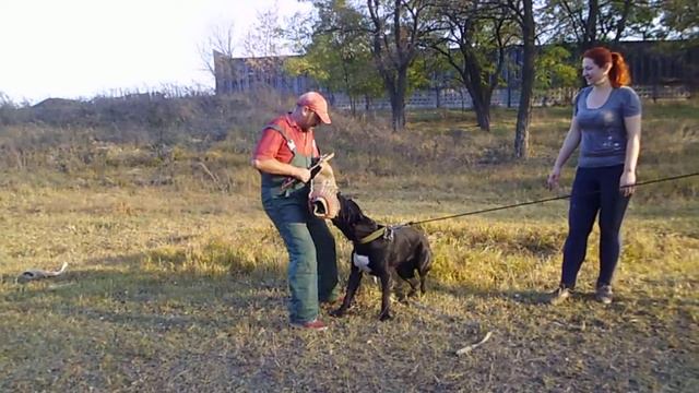 кане корсо Макс тренинг по защите(на резине) 26,10,19 смотреть онлайн