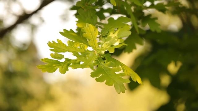 23 мая - Судьбоносный день, который поменяет вашу судьбу | Лунный Календарь смотреть онлайн