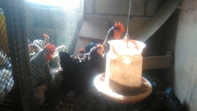 Огромные куры.Куры породы Джерсийский гигант . Описание и характеристика породы. 09.05.2020. смотреть онлайн