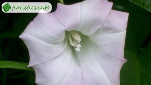 ? Посадка ипомеи в открытый грунт – как и когда высаживать