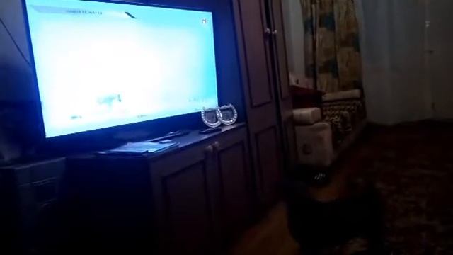 Собака лает на телевизор смотреть онлайн