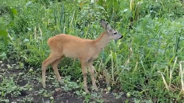 Домашний оленёнок Бемби