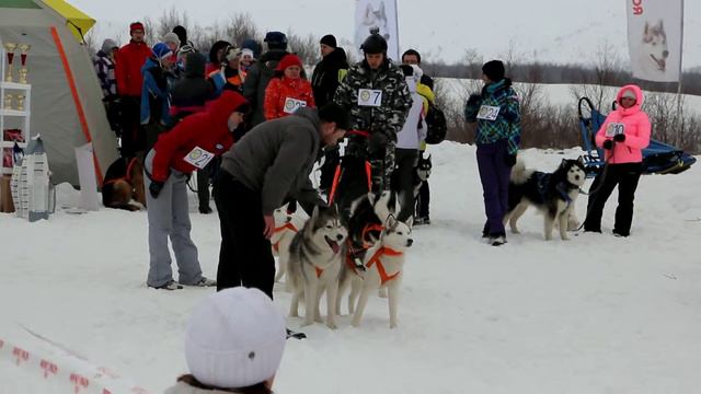 Горная гонка на собачьих упряжках "Кукисварр 2014" смотреть онлайн