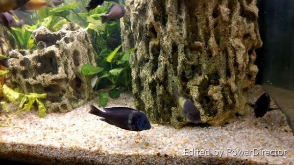 Трофеус Мура Икола Кайзер (Tropheus moorii Ikola Kaizer)