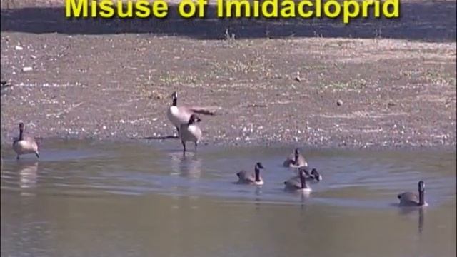 Imidacloprid смотреть онлайн