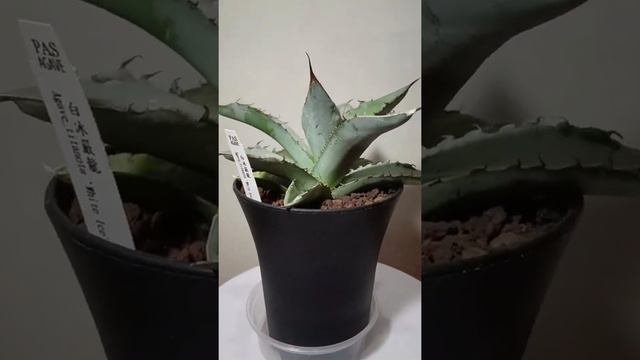 Newly bought Agave Titanota White Ice 白冰嚴龍 from "Living Dreams" смотреть онлайн