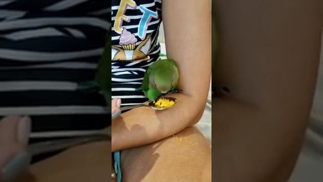 Самое милое что ты видел! Попугайчик ест с ложки. смотреть онлайн