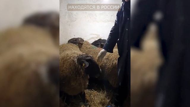 Лучшие бараны Суффолк в России! Разведение овец породы Суффолк! Племенные бараны! Мясная порода ове