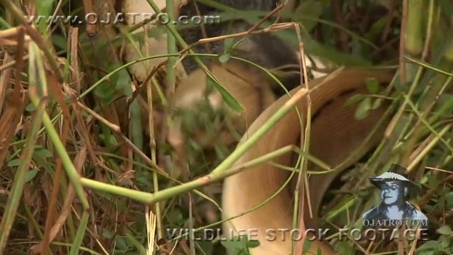 Python kills Pig 01 - Dangerous Animals in Florida смотреть онлайн