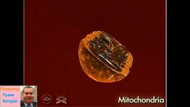 МИТОХОНДРИЯ смотреть онлайн