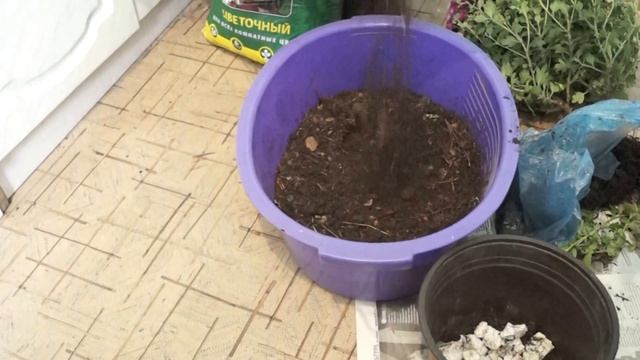 Выращивание хризантем на продажу(бизнес идея) смотреть онлайн