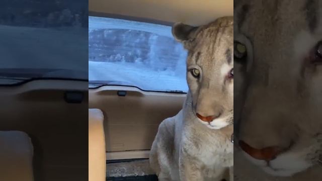 Как успокоить дикую кошку?/ Отзыв хозяйки кошки об Экспресс Успокоине смотреть онлайн