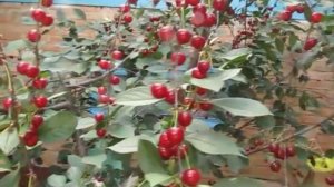 Вишня Подбельская урожайный сорт