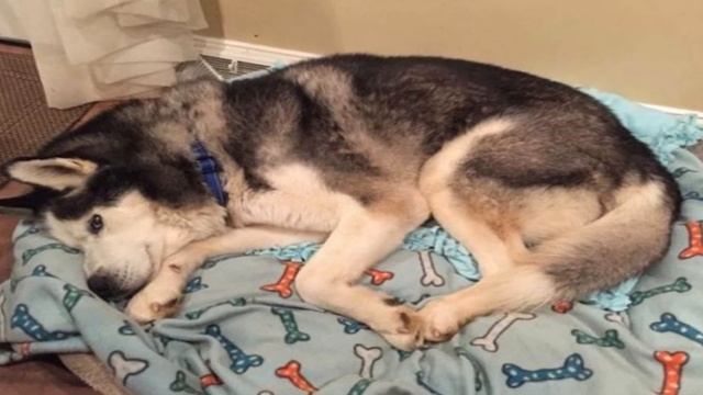 СОБАКА СИДЕЛА НА ЦЕПИ 9 ЛЕТ! КАК СЛУЧАЙНОСТЬ ИЗМЕНИЛА ЕЕ ЖИЗНЬ?! смотреть онлайн