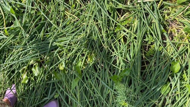 УДОБРЕНИЕ ДЛЯ МОРКОВИ/ РАБОТА С СОРНЯКАМИ/НАШИ ЦВЕТЫ смотреть онлайн