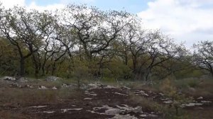 Гора Городище