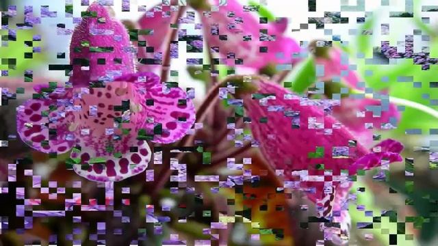 Редкие цветы и деревья смотреть онлайн