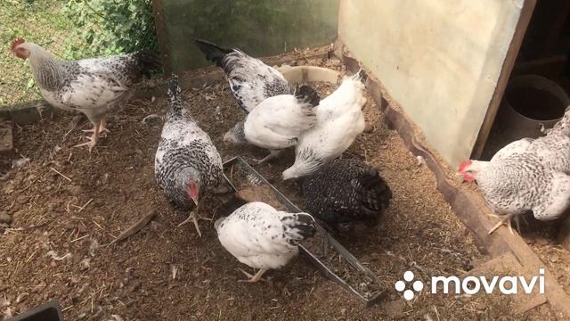Наши новости? куры, цесарка, козы и поросята. смотреть онлайн
