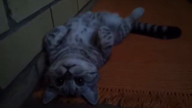 Кот спит с открытыми глазами смотреть онлайн
