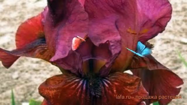 Ирис бородатый Монинг Шоу (iris) ? ирис Монинг Шоу обзор: как сажать саженцы ириса Монинг Шоу смотреть онлайн