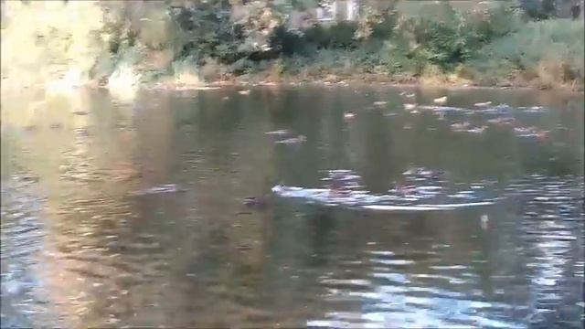 Утки на озере в Томске смотреть онлайн